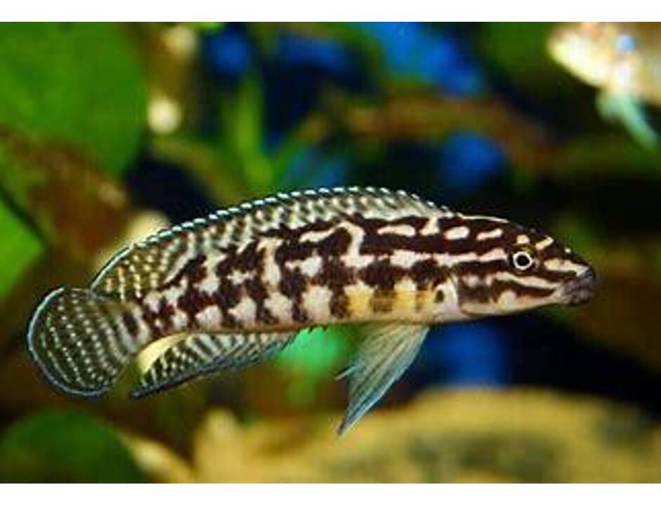 Julidochromis marlieri - Cichlidka marlierova 3-4 cm