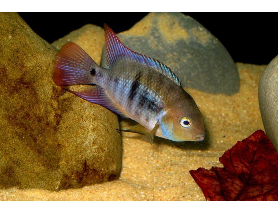 Cichlasoma sajica - Kančík zelenooký  3-4 cm