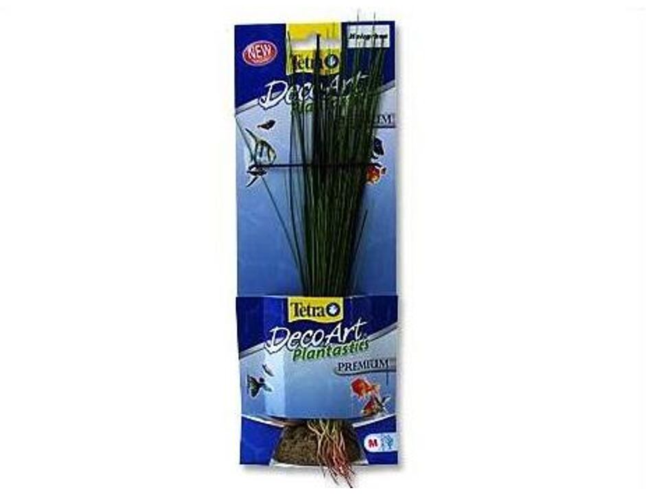Rostlina Hairgrass M