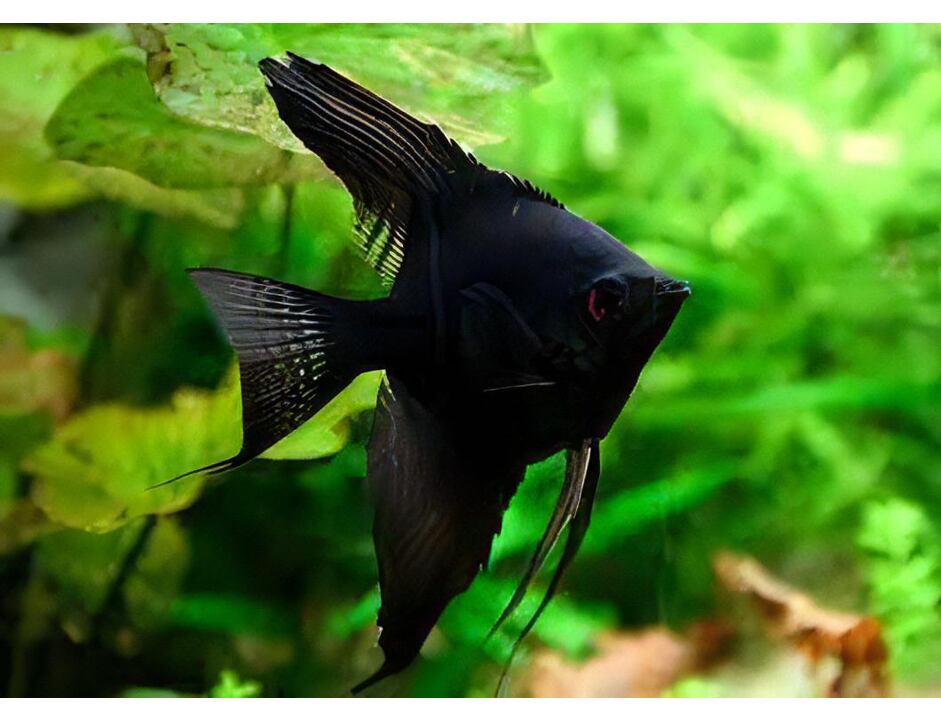 Pterophyllum scalare schwarz - Skalára černá 3-4 cm
