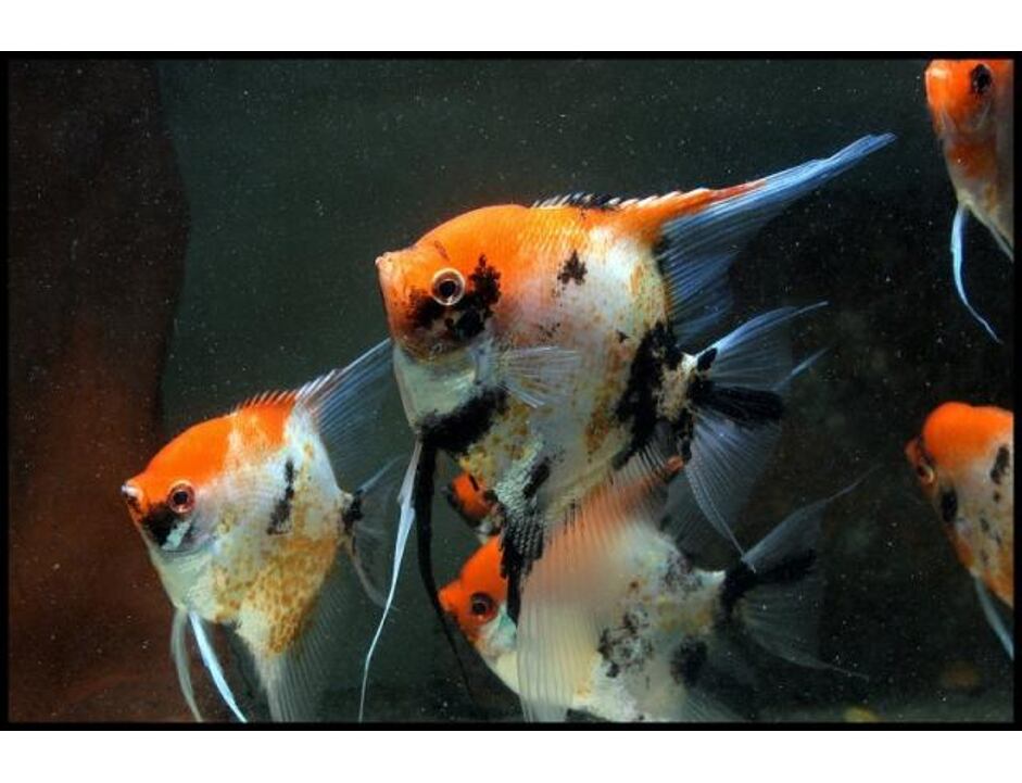 Pterophyllum scalare Rot Devil - Skalára 3-4 cm