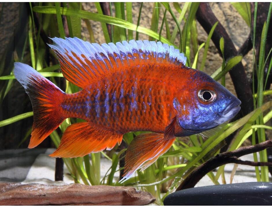 Aulonocara jacobfreibergi Eureka 7-8 cm