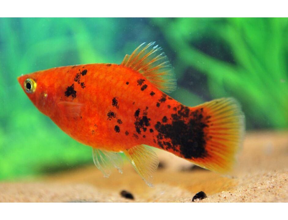 Xiphophorus maculatus Berlin - Plata berlínská 3 cm