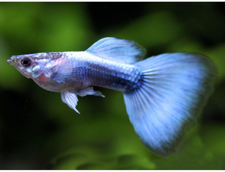 Poecilia reticulata Neon Blau - Paví oko samec 3-4 cm