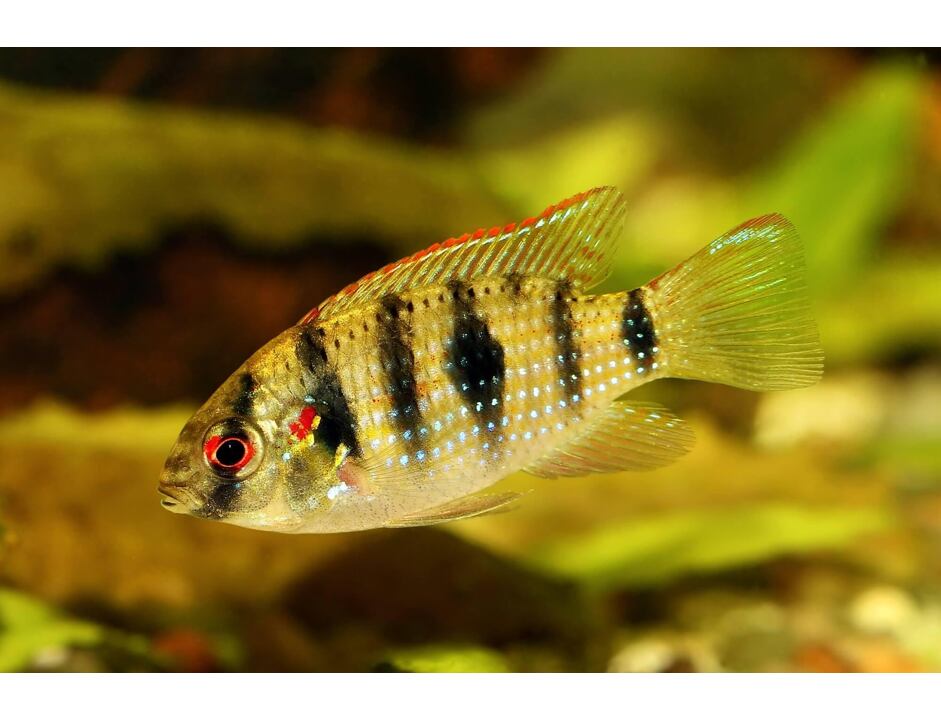 Anomalochromis thomasi - Cichlidka Thomasova 3-4 cm