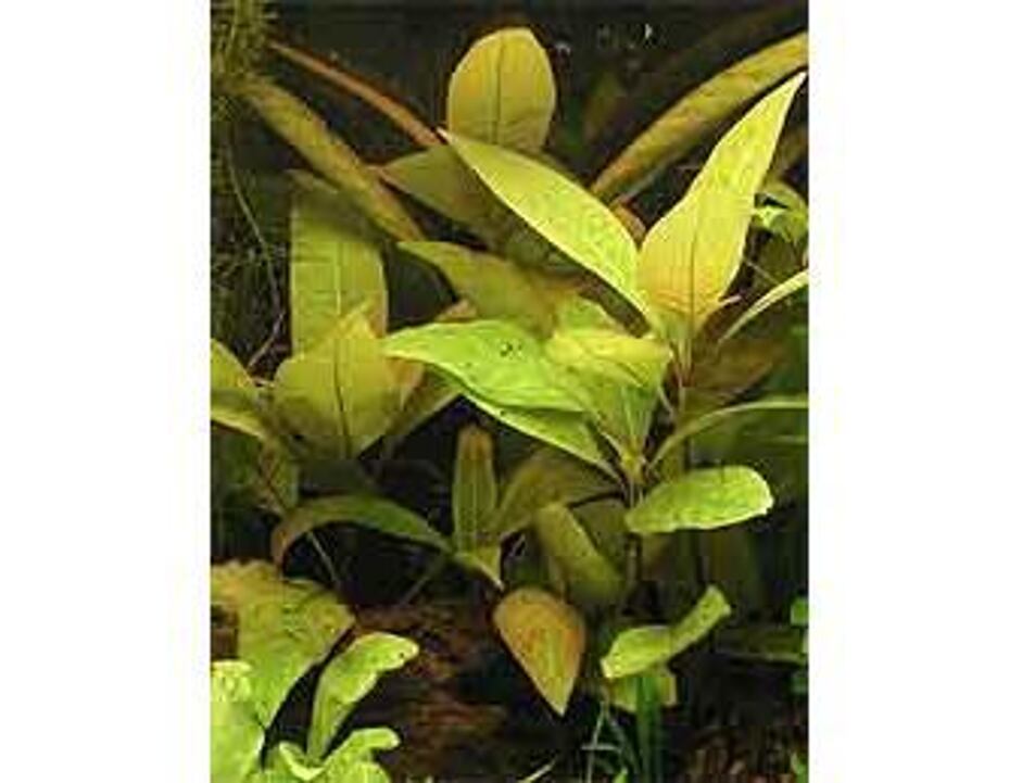 Hygrophila corymbosa