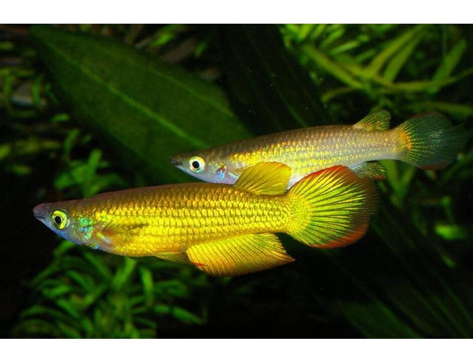 Aplocheilus lineatus Gold - Štikovec páskovaný zlatý 4-5 cm