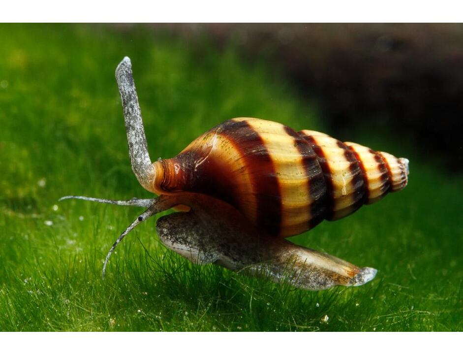 Anentome helena 1,5-2 cm
