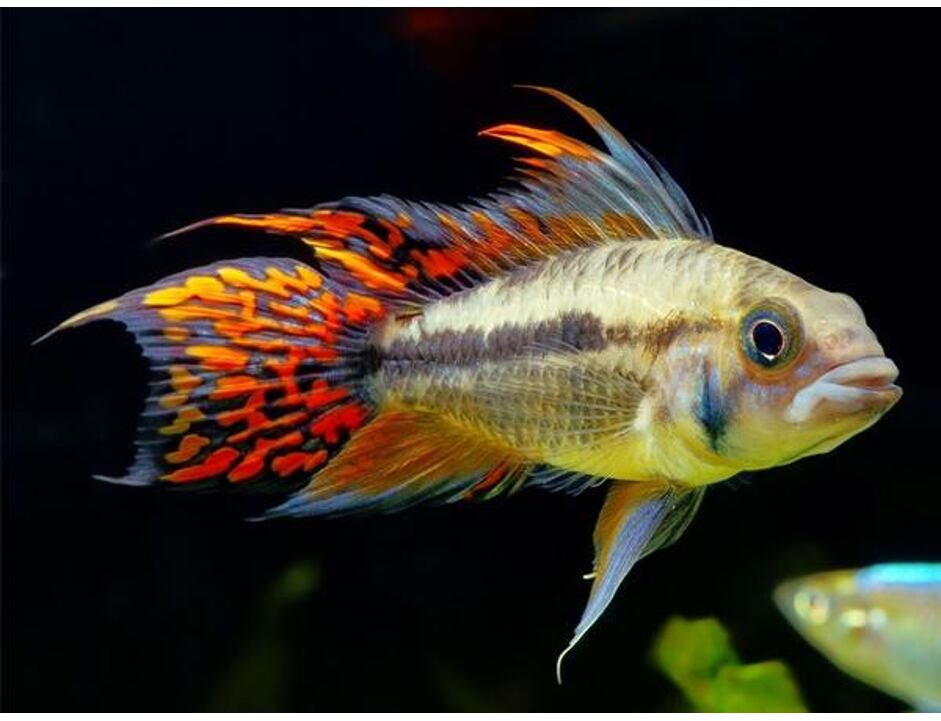 Apistogramma cacat. double Red - Cichlidka papouščí 3-4cm
