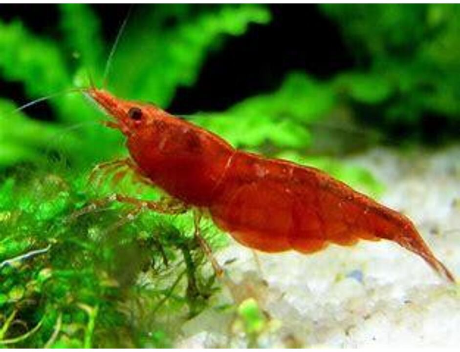 Neocaridina heteropoda var. Red Sakura 1-1,5 cm