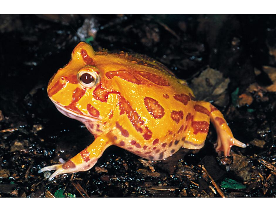 Rohatka ozdobná - Ceratophrys ornata
