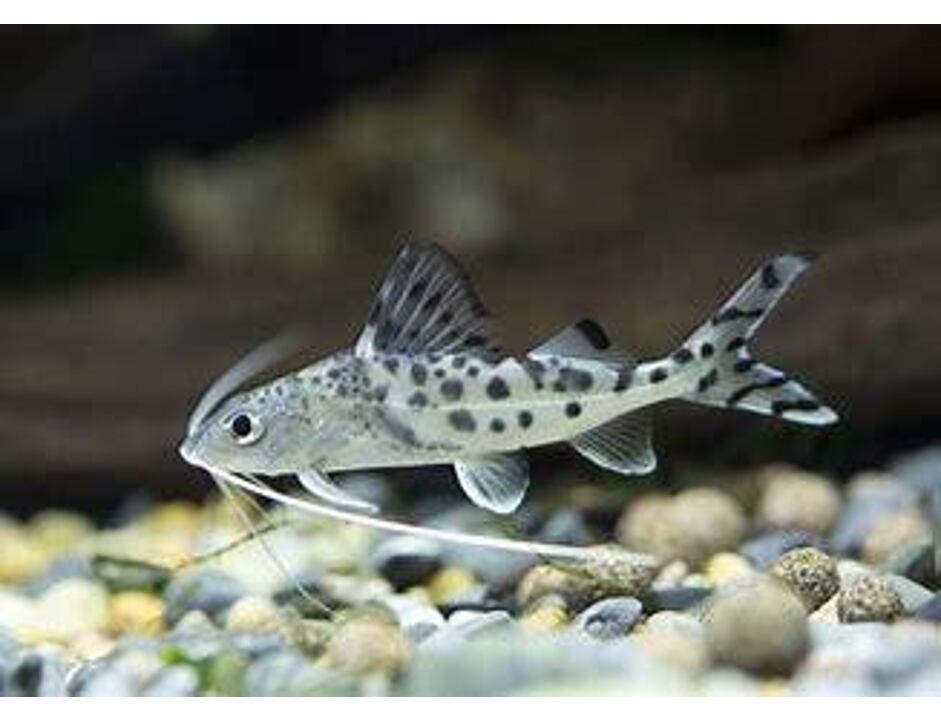 Pimelodus pictus 6-7 cm