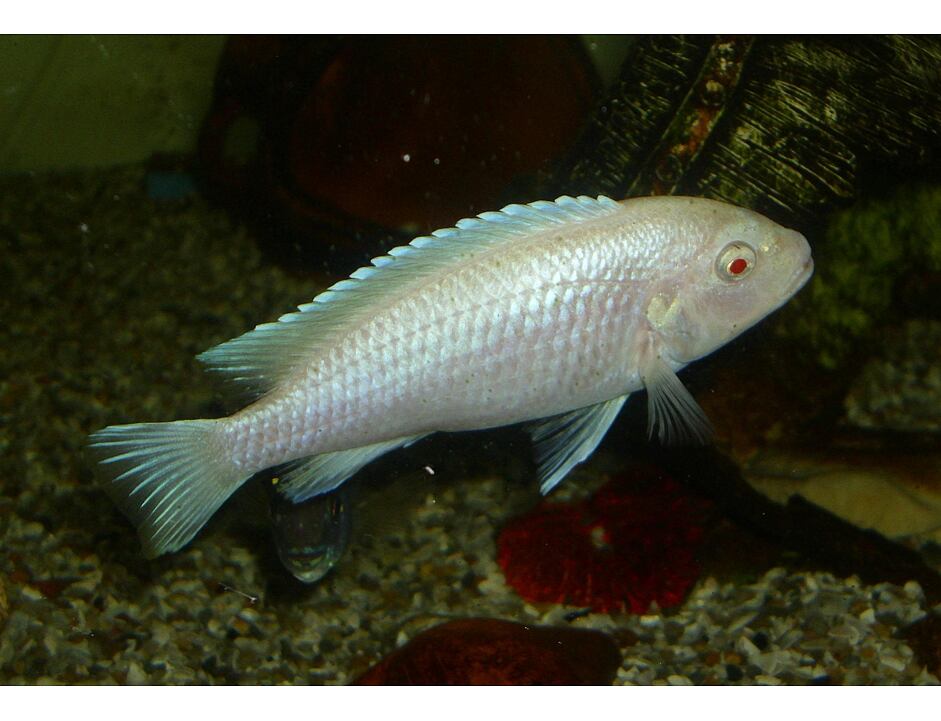 Pseudotropheus socolofi Albino - Tlamovec socolofův albín 3-4 cm