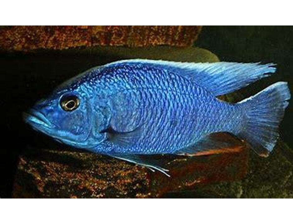 Sciaenochromis fryeri - Ahli 4-5 cm