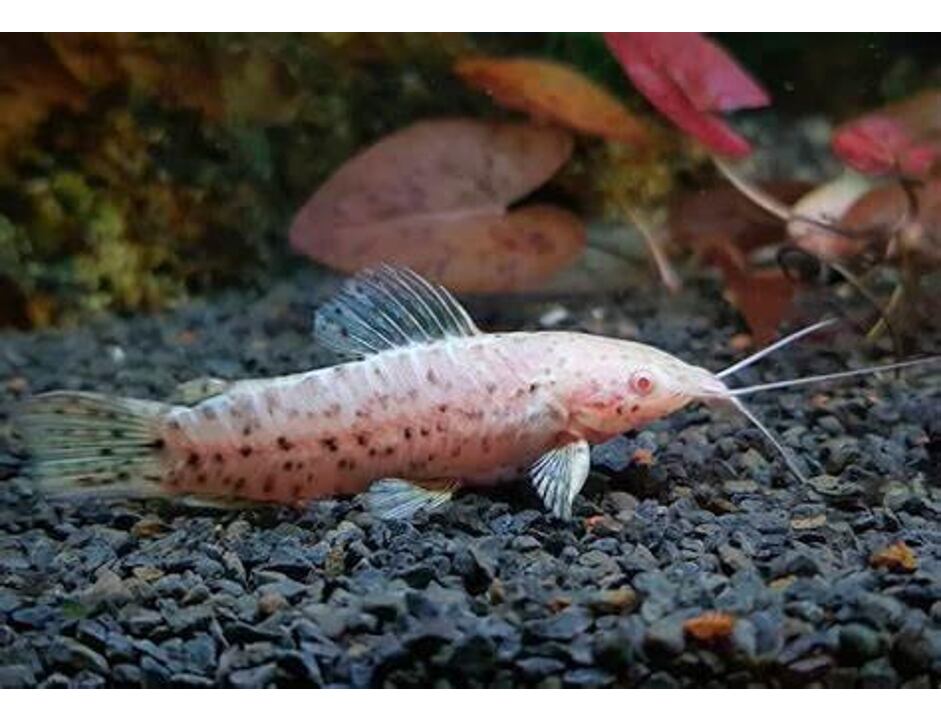 Hoplosternum thoracatum Albino - Pancéřníček kropenatý albín 4-5 cm