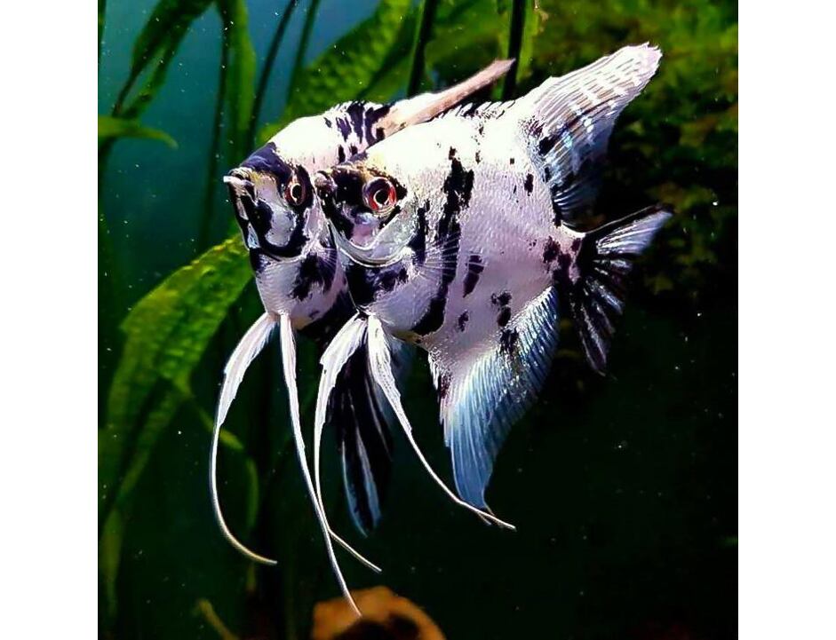 Pterophyllum scalare Platinum panda - Skalára Platinum panda 3-4 cm