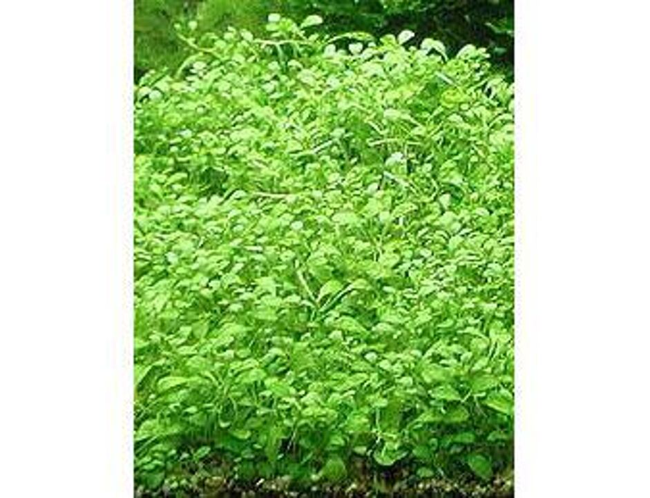 Glossostigma elatinoides