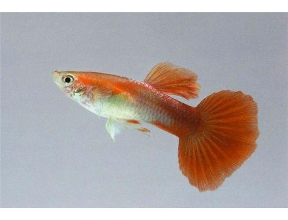 Poecilia reticulata Red - Paví oko samec 3-4 cm