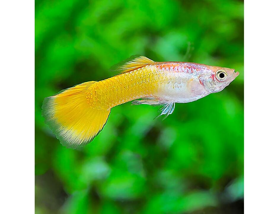 Poecilia reticulata German Yellow - Paví oko žluté pár