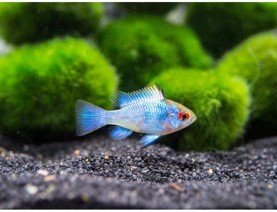 Mikrogeophagus ramirezi Electric Blue - Cichlidka ramirezova  3-4 cm