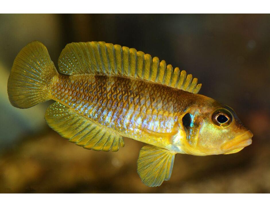 Lamprologus ocellatus Gold - Pestřenec šnečí zlatý 2,5-3 cm