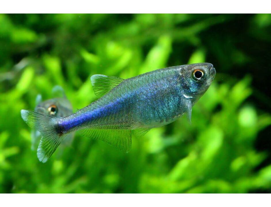 Boehlkea fredcochui - Tetra modrá 3-4 cm