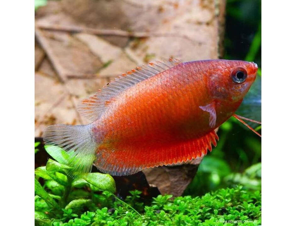 Colisa chuna Red - Čichavec medový 4 cm