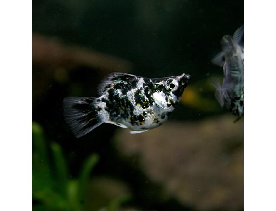 Poecilia sphenops Ballon Silver Calico - Balonová molly 3 cm