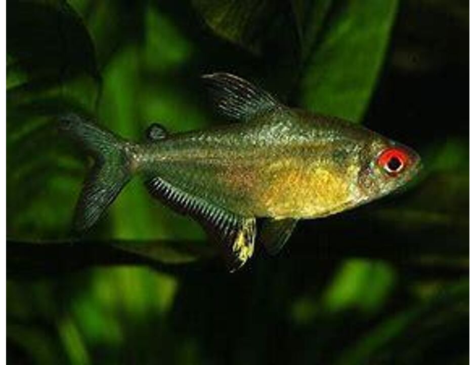 Hyphessobrycon pulchripinnis - Tetra citrónová 2,5-3 cm