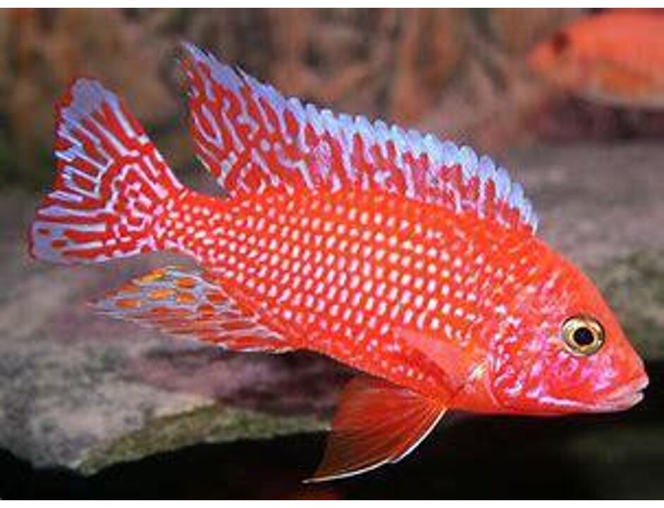 Aulonocara sp. Fire Red 7-8 cm