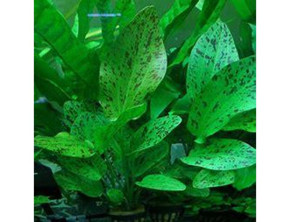 Echinodorus Ocelot Green