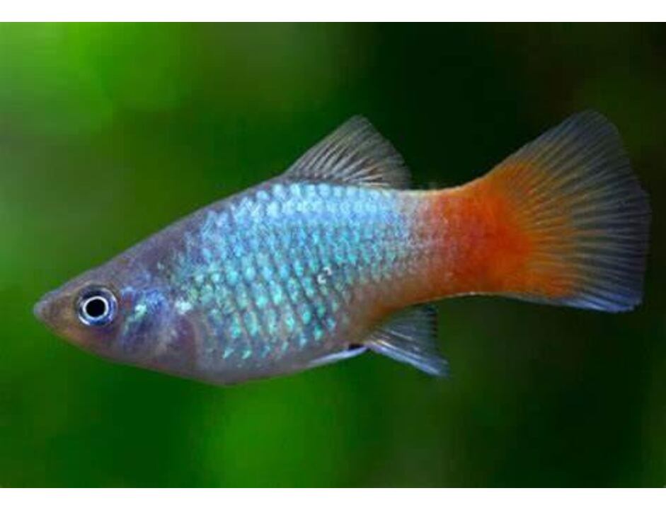 Xiphophorus maculatus Blue Coral - Plata modrá 3 cm