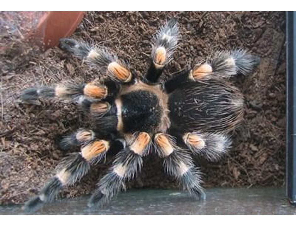Brachypelma Smithi střední