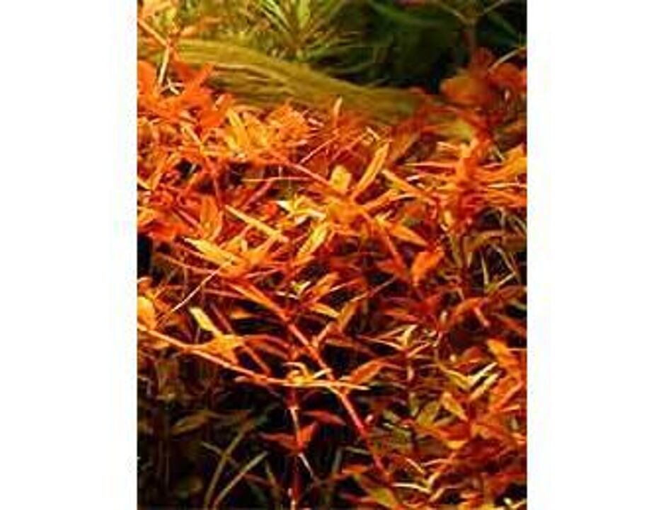 Rotala rotundofolia