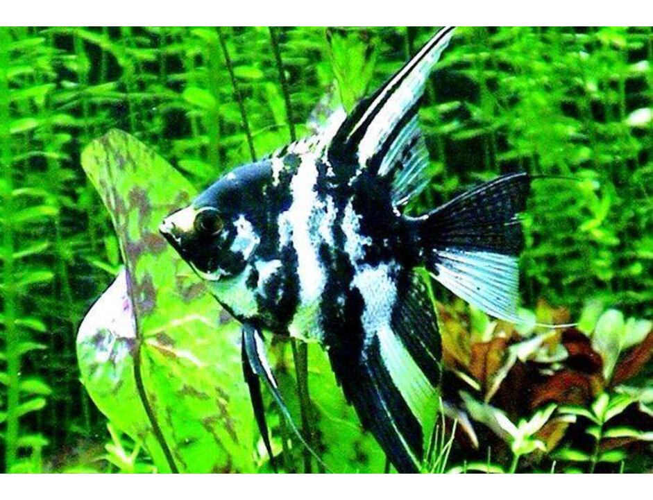 Pterophyllum scalare Blue Marble - Skalára modrá mramor 3-4 cm