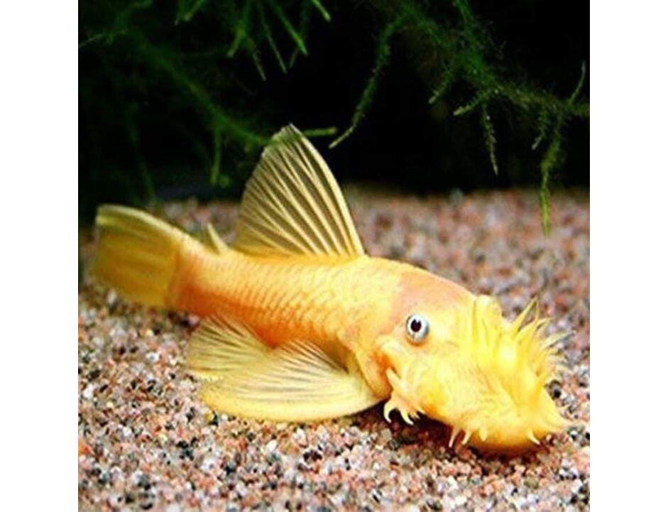 Ancistrus Yellow L144  - Krunýřovec žlutý 3-4 cm