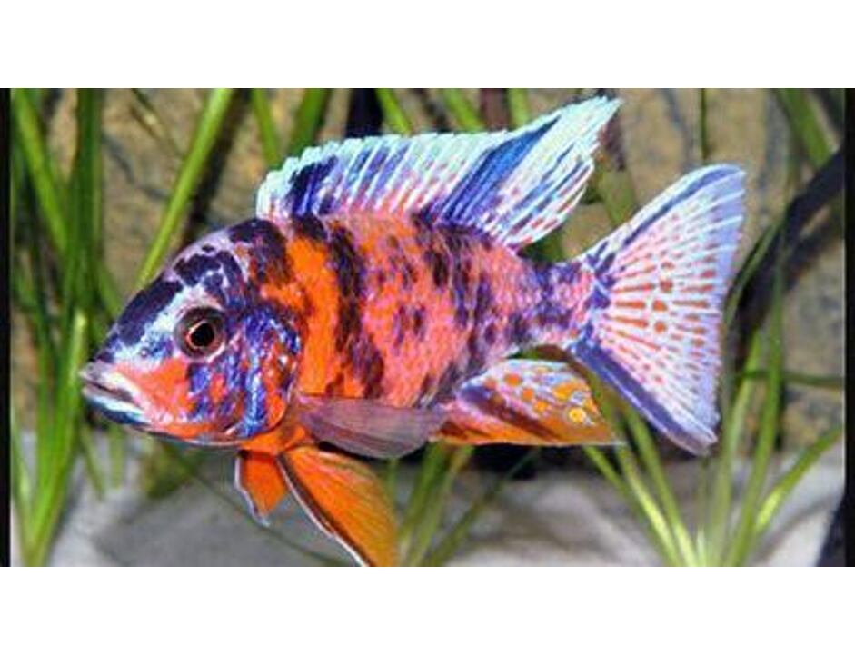 Aulonocara calico 4-5 cm