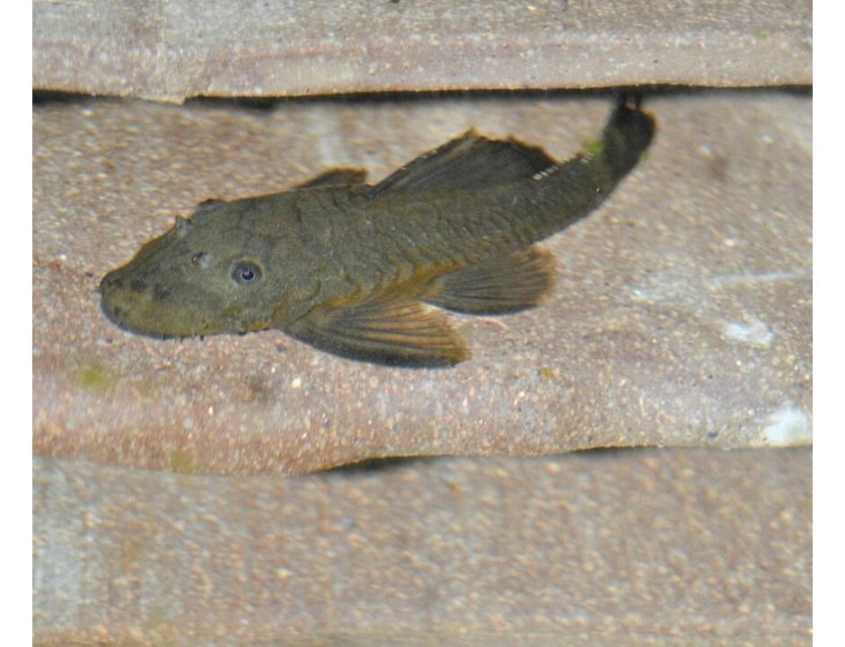 Ancistrus sp. Green dragon - Krunýřovec 3-4 cm