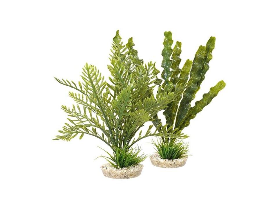 Sydeco Aponogeton/Hottonia MIX