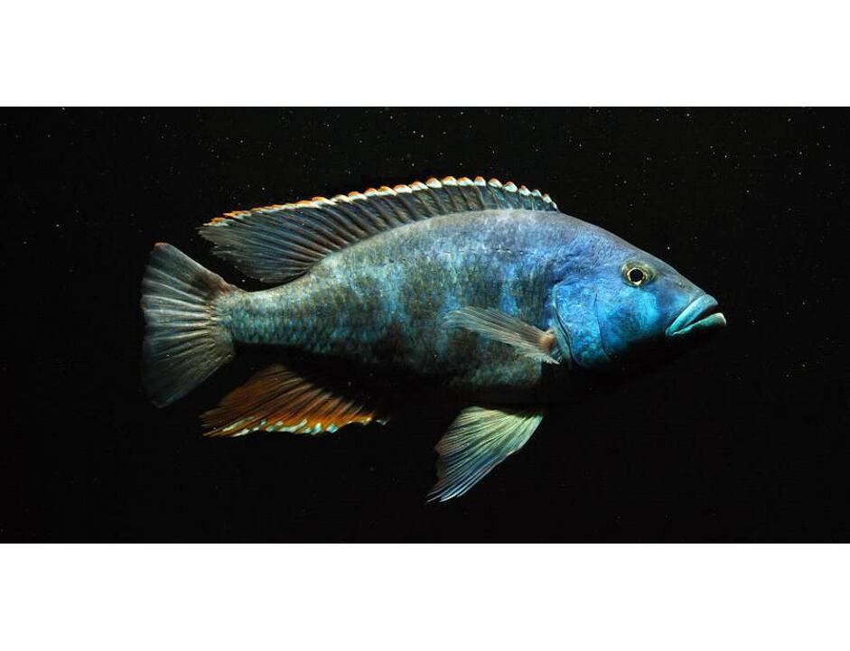 Nimbochromis livingstonii - Tlamovec Livingstonův 4-5 cm
