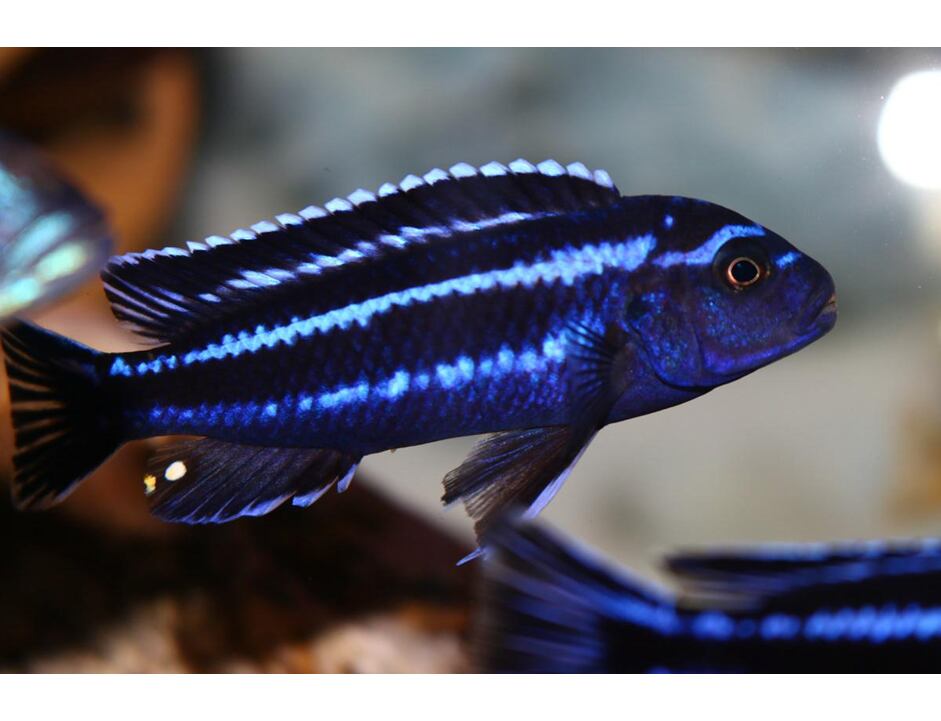 Melanochromis cyaneorhabdos Maingano 4-5 cm