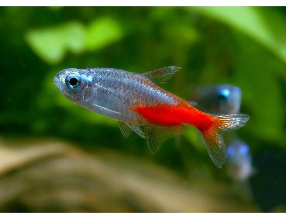 Paracheirodon innesi Diamant - Neonka obecná diamantová 2,5 cm