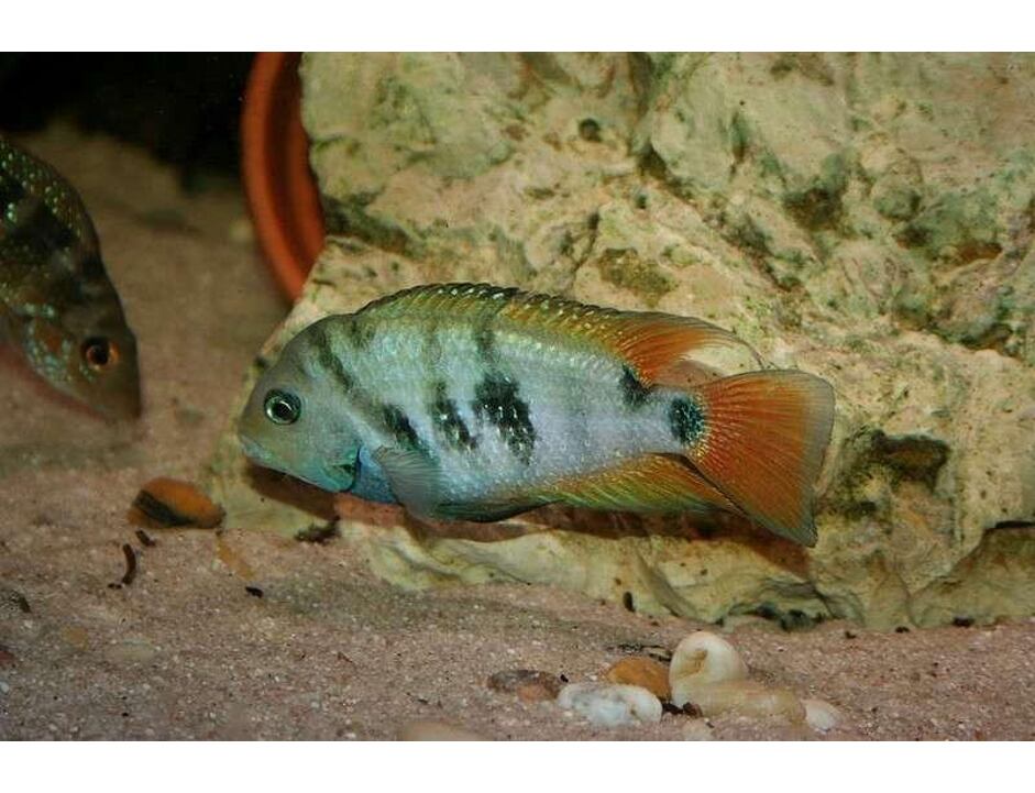 Amatitlania sp. Honduran red point 5 cm