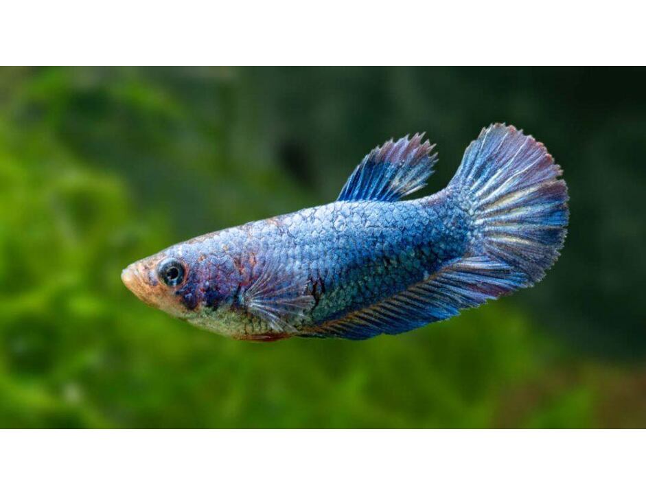 Betta splendens Half moon samice 3-4 cm