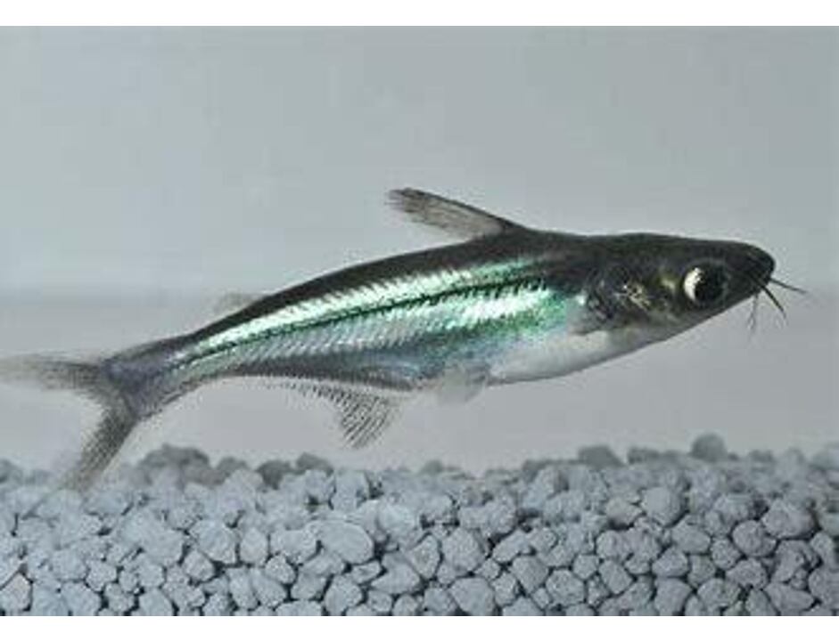Pangasius sutchi - Sumeček žraločí 5-6 cm
