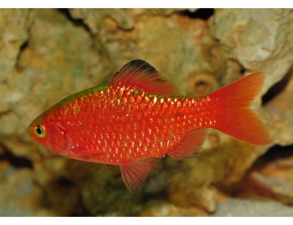 Puntius conchonius Neon Red - Parmička nádherná neon 3-4 cm