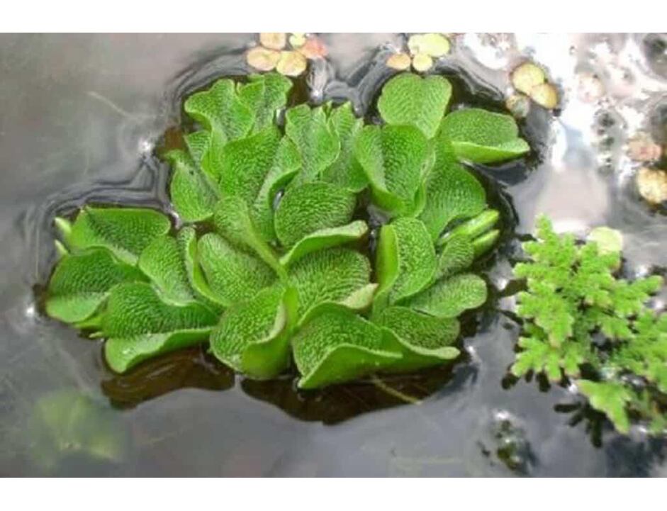 Salvinia auriculata box