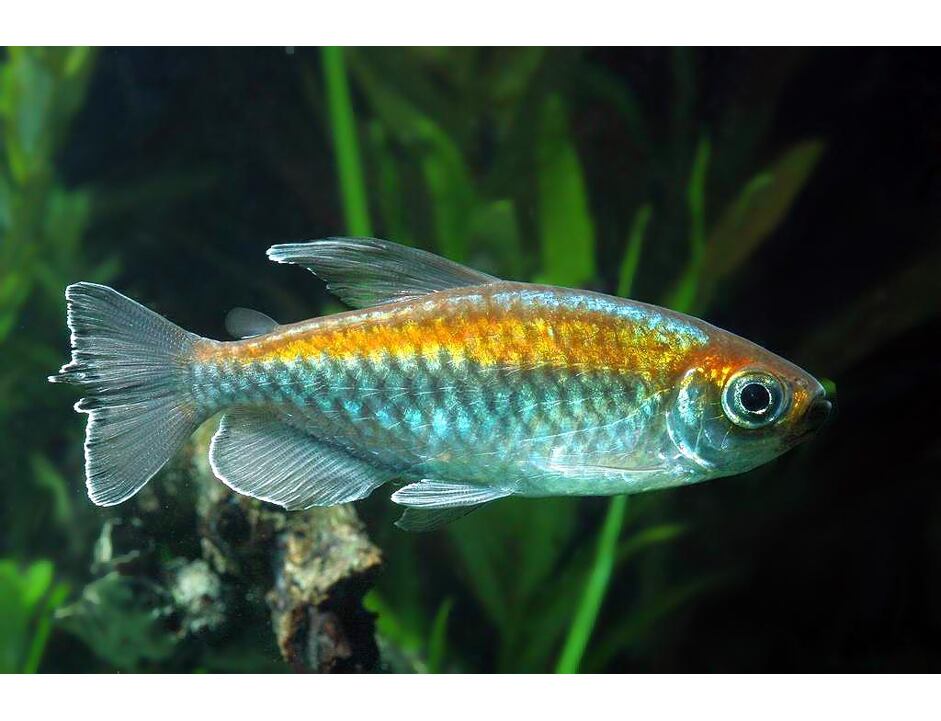 Phenacogrammus interruptus - Tetra konžská 3-4 cm