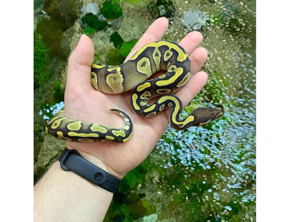 Krajta královská Yellow Belly