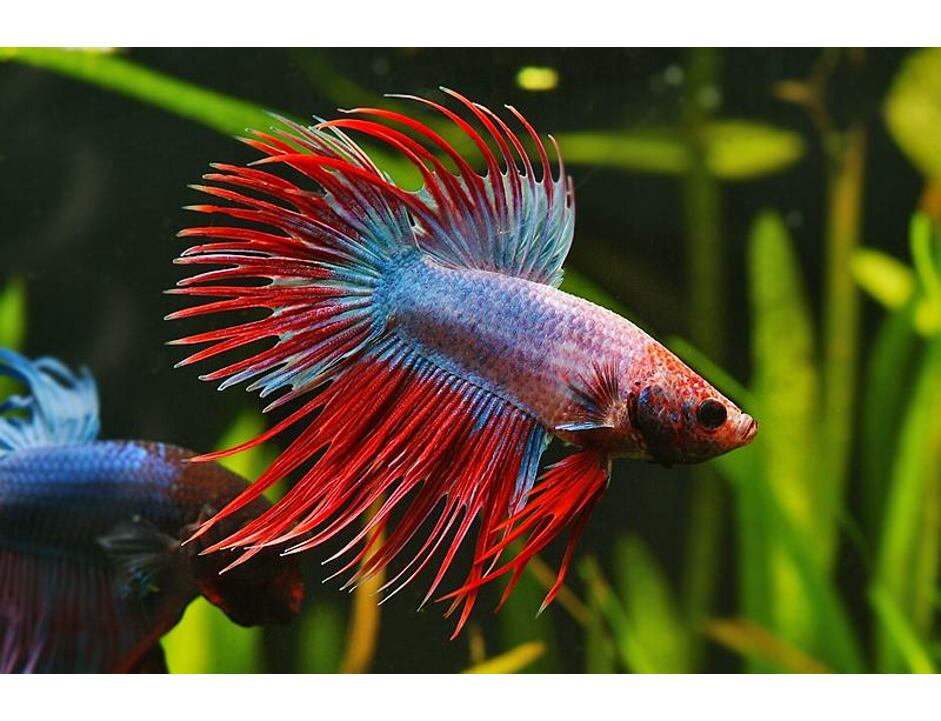 Betta splendens Crown Tail XL samec 5 cm